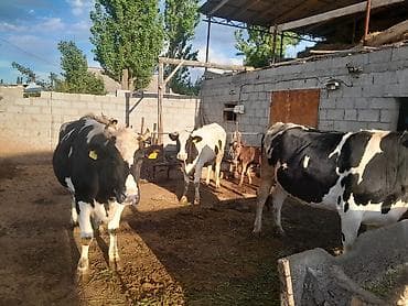 корова симментал: Продаю | Корова (самка) | Симментальская | Для молока | После отела — 4