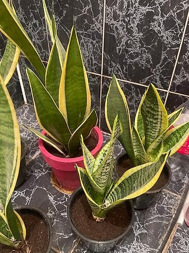 сансевиерия: Продаю цветущую сансевиерию (тещин язык) 🌿 Уникальное, неприхотливое — 2