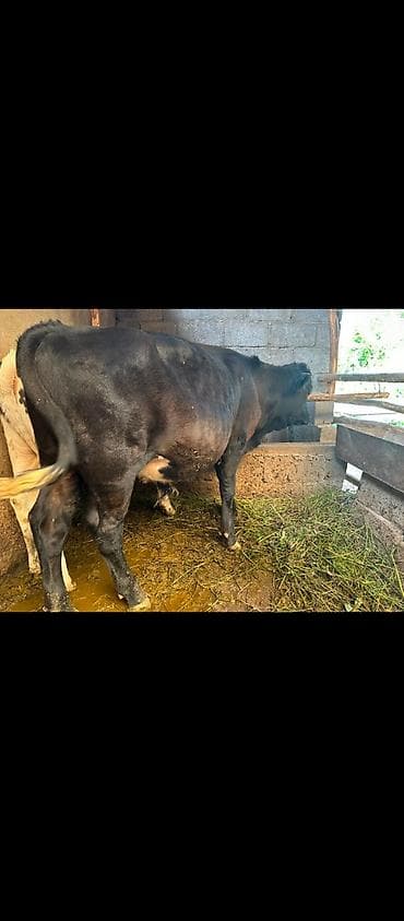 корм для собак купить: Продаю | Бык (самец) | Полукровка | На откорм — 3