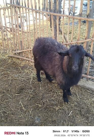 английская кошка: Продаю | Коза (самка) | Для разведения — 6