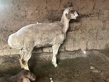 хомяк домашний купить: Продаю | Овца (самка) | На забой | Матка — 1