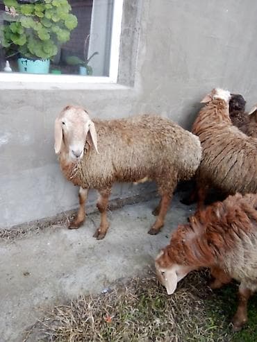 тазы собака: Сатам | Кочкор (эркек) | Көбөйтүү үчүн — 8