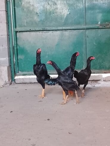 быки бычки: Продаю | Куры | Бойцовая | Для разведения — 5