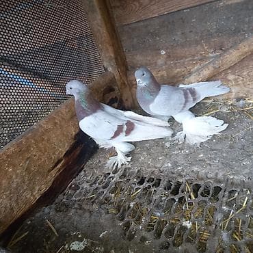 купить живого орла: Пара серийных 4.000 окончательно — 3