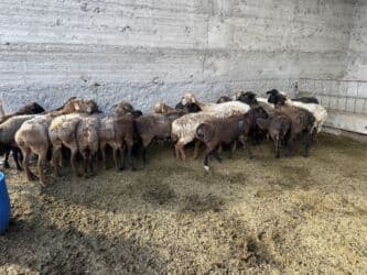 где можно купить овец гиссарской породы: Продаю | Овца (самка), Ягненок, Баран (самец) | Арашан, Гиссарская, Долан | Для разведения, Для шерсти, На забой | Матка, Кастрированные, Котные — 4