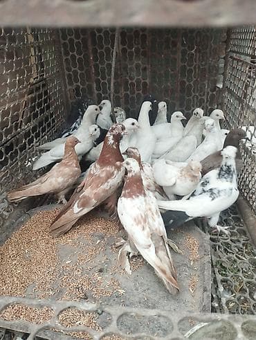 Продаются голуби можно оптом