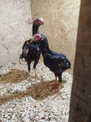 отдам даром вислоухого котенка: Дакан жожо короздор сатылат активный алмашу жолдору бар адрес Бишкек — 6