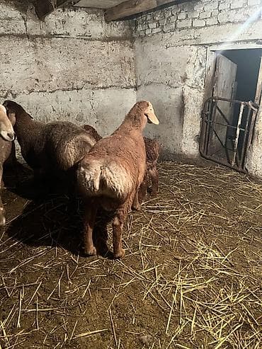 пчелы пасика: Продаю | Баран (самец) | Для разведения | Матка — 1