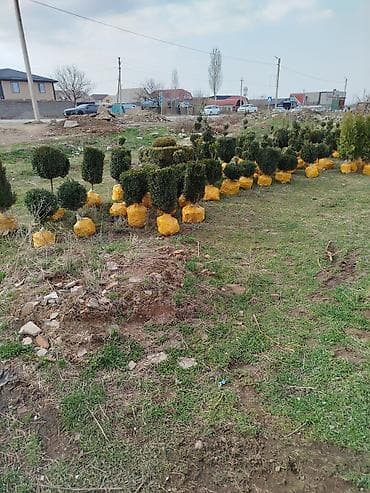 пересадка елки: Ели/хвойные деревья с комом земли для пересадки - Породы: ель (в т — 8