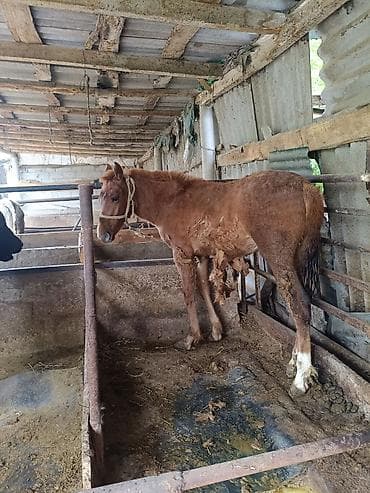 куплю тай: Продаю | Жеребенок | Рабочий — 2