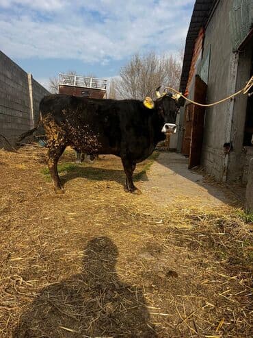 продаю породистых коров: Продаю | Корова (самка) | Для молока | Привязанные — 13