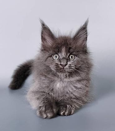 коты белый: Мейн-кун, 1 месяц, Мальчик, Черный, Приучена к лотку, Проглистована, С документами — 10