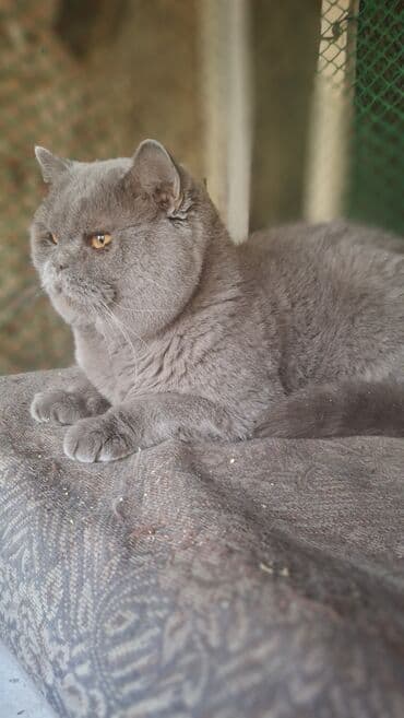 вислоухие коты цена: Вязка: Скотиш Страйт (Шотландская прямоухая), Мальчик, 3 года, С документами, С прививками, Лиловый — 7