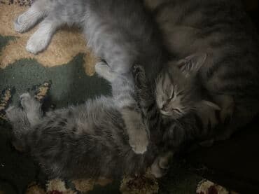 мейн кун бишкек питомник lyubushka купить котенка цена фото: 2 месяца, Девочка, Приучена к лотку — 1