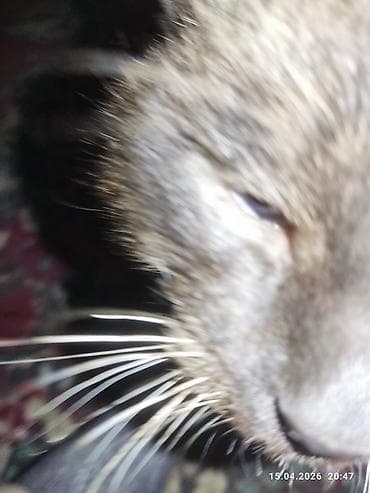 бенгальские кошки бишкек: Девочка, Приучена к лотку — 4