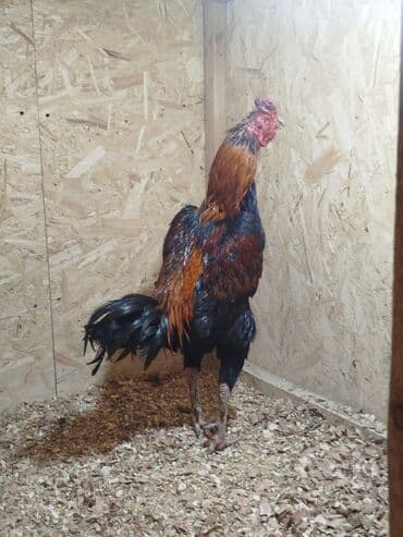 кыргыз довот ит: Сатам | Тооктор — 2