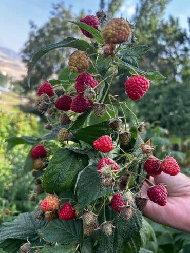 сервант книжный шкаф: Малина — 4