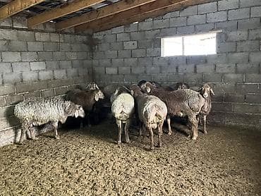 ангус парода: Продаю | Баран (самец) | Гиссарская | На забой, Для разведения — 10