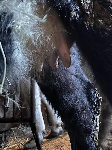 Собаки: Продаю | Тёлка — 2