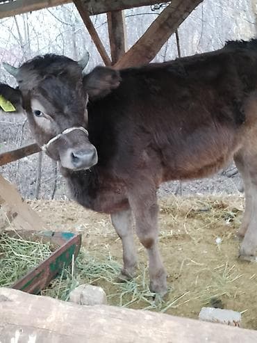 купить теленка бычка: Продаю | Корова (самка) | Швицкая | Для молока | Стельные, Не стельные — 2