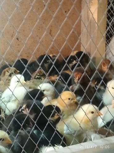 куры марьям бишкек: Продаю | Цыплята | Полубрама | Для разведения — 1