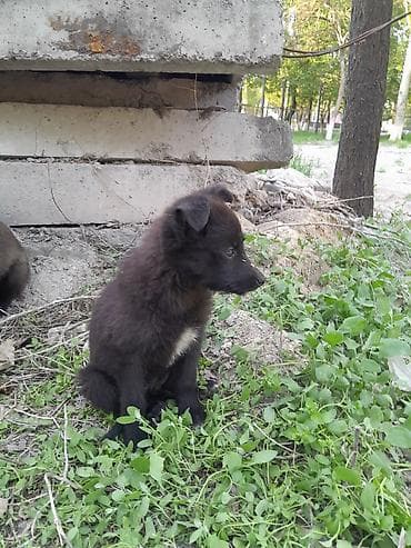 все породы собак мира: Щенки метисы, короткошёрстные, чёрные с белыми отметинами на груди и — 3