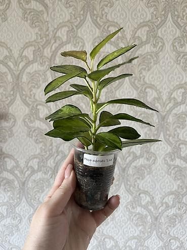 Хойя Лиза Hoya Australis ‘Lisa’ 500 сом, разумный торг уместен — 2