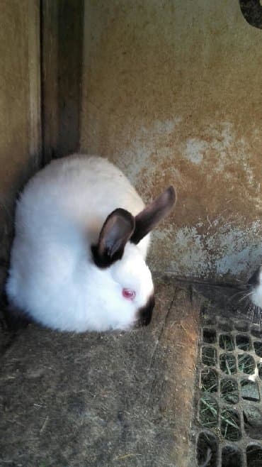 декоративные заборы: Кролики — 17