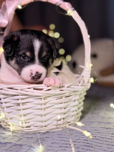 куплю собаку в бишкеке: 🎁 Ищете идеальный подарок к Новому году? Маленький хвостик, который — 10