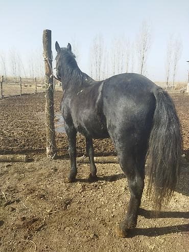 Мышыктар: Сатам | Жылкы (эркек) | Көбөйтүү үчүн | Асыл тукумдуу — 3