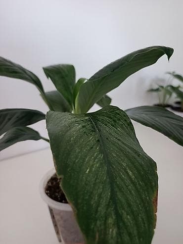 простой: Спатифиллум (Spathiphyllum), комнатное растение в горшке. - — 3
