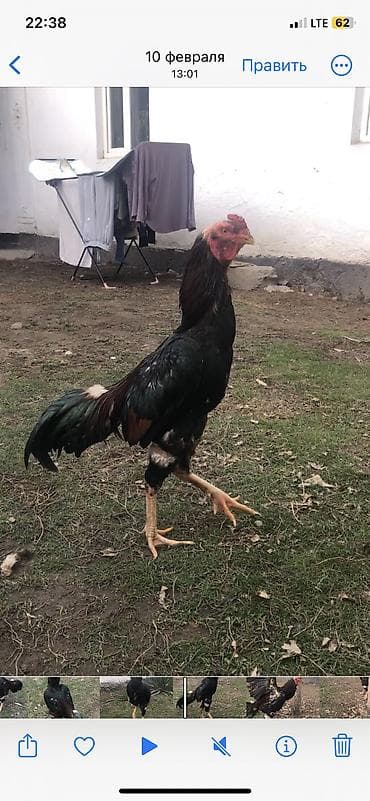 джалал абад сойкулар: А/ч жаныбарлары үчүн тоюттар — 1