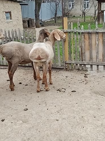 кормилак для ягнят: Продаю | Овца (самка) | Эдильбаевская | На забой | Матка — 6