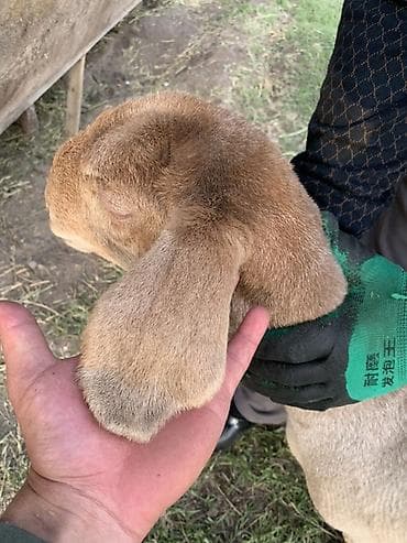 собачий мясо: Продаю | Ягненок | Эдильбаевская | Для разведения | Племенные — 6