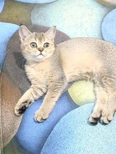 кемин ак бекет: Скотиш Страйт (Шотландиялык тик кулактуу), 2 айлык, Ургаачы — 2