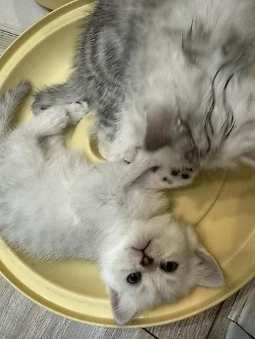 кошка шиншилла: Шотландские котята серебристого окраса (шиншилла/серебро) Котятам 2,5 — 5