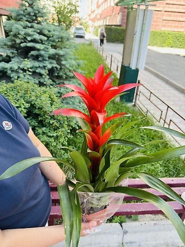 гномы для сада: Гузмания (Guzmania) с ярким красно-алым прицветником в декоративном — 1