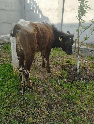 кой сойушка: Продаю | Бык (самец) | Алатауская | На откорм — 5