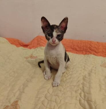 продаю охотничий собаку дратхар: Дондук сфинкс, 2 айлык, Ургаачы, Таш бака, Лотокко барууга үйрөтүлгөн — 3