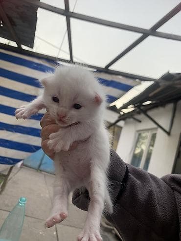 отдам бесплатно котенка: Белоснежный котёнок с голубыми глазами. Описание: - Окрас: чисто — 6