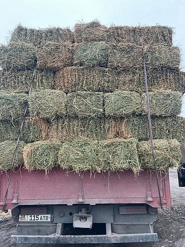козу: Сено в тюках клевер ☘️☘️☘️ чистый плотный 👍👍👍 - Прямоугольные тюки — 1