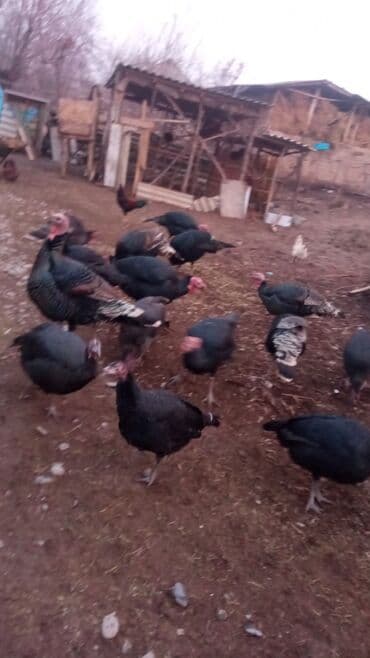 Аквариумы: Продаю | Индюшка (самка) | Для разведения — 1