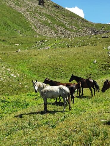 возьму собаку в добрые руки: Продаю | Жеребец | Для разведения | Племенные — 2