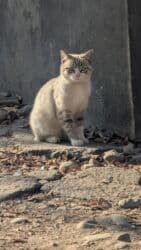 купить йоркширского терьера: Кошка даром: Беспородная, 1 год, Девочка — 8