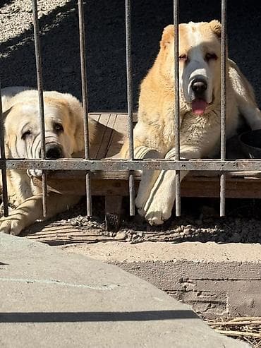 купить немецкую овчарку: Предлагаются к бронированию щенки Алабая! Щенки родились 27 января, 2 — 8