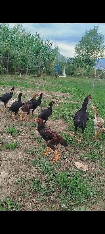 Продаю | Куры | Бойцовая | Для разведения