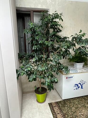 Фикус бенджамина
2.10 метров