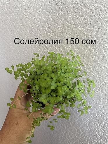 Каланхоэ: Укорененные черенки. 8мкр — 5