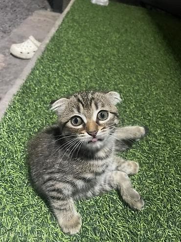 даром кошки: Шотландский вислоухий котёнок (Scottish Fold) - Полосатый (тигровый) — 2