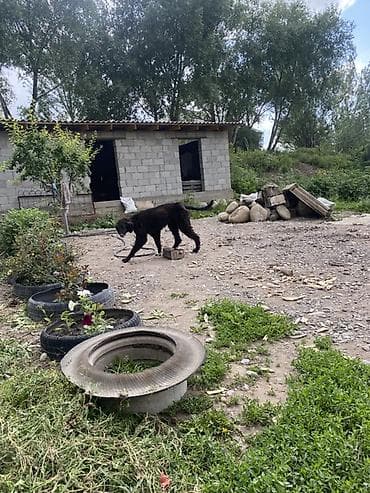husky dog: Собака даром: 11 месяцев, Самка — 4